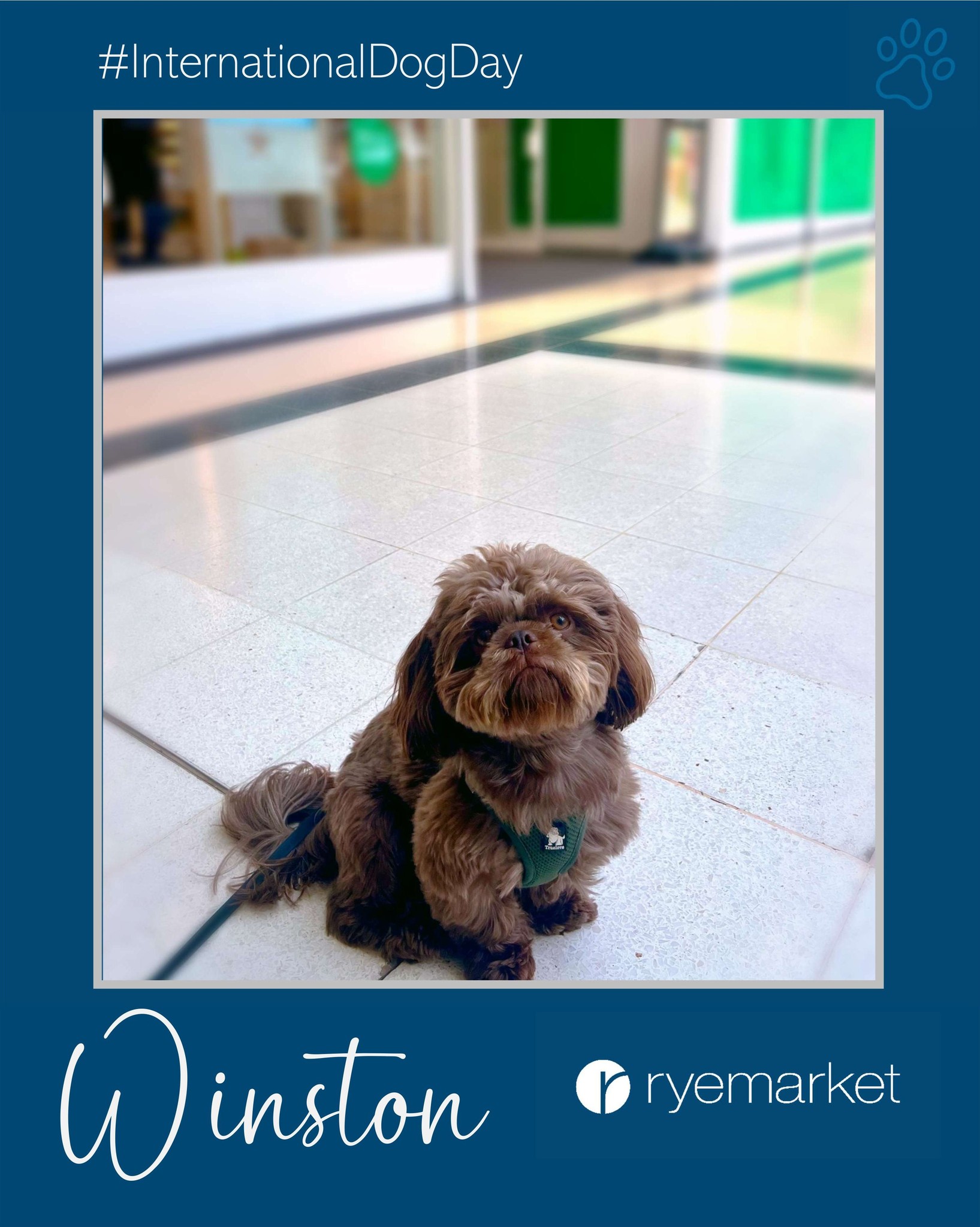 🐾 International Dog Day at Ryemarket 🐾