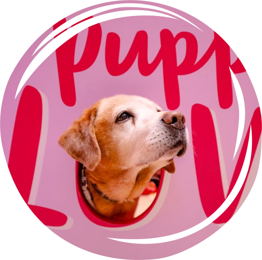 dog friendly stores at Festival Place