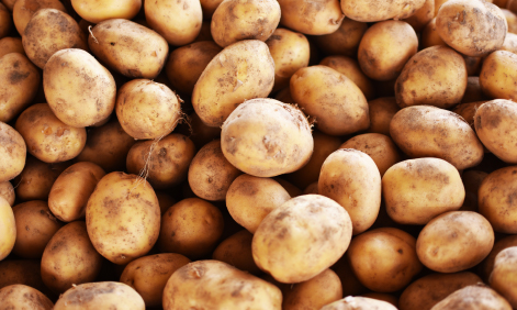 Spud Fam