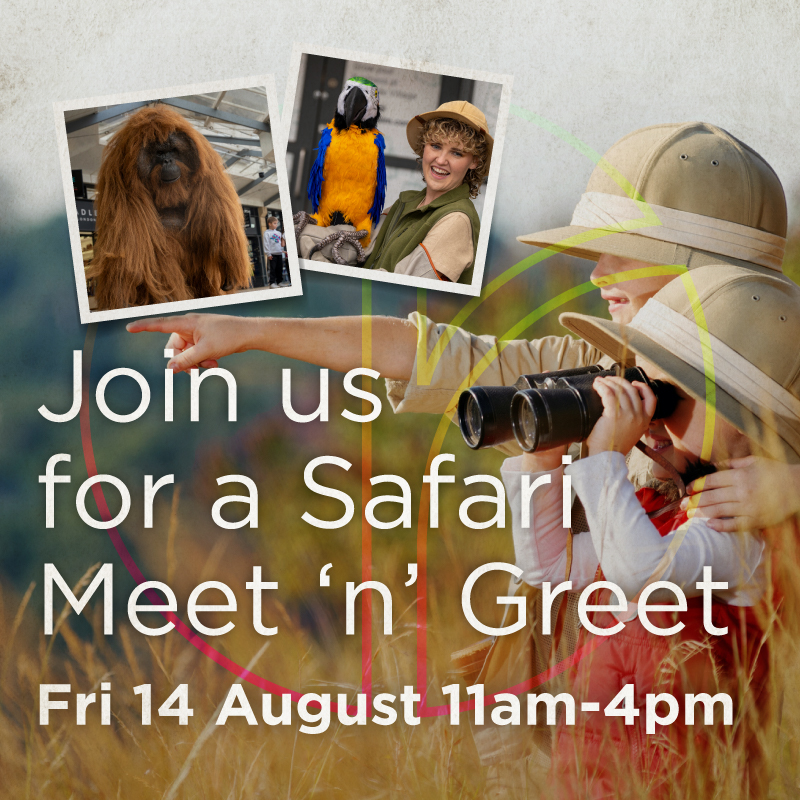 Go Wild This Summer at Rye Market Shopping Centre’s Safari Live Event